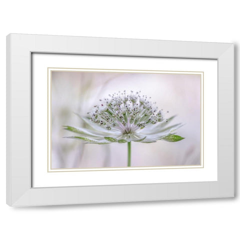 Astrantia White Modern Wood Framed Art Print with Double Matting by Disher, Mandy