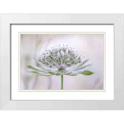 Astrantia White Modern Wood Framed Art Print with Double Matting by Disher, Mandy