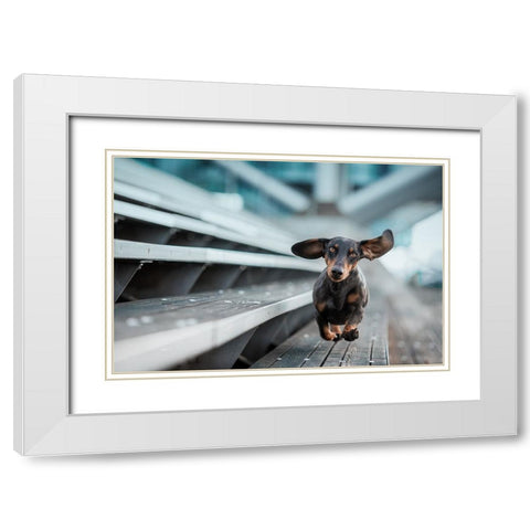 Ein Kleiner Hund Lacuft Durch Die Welt.... White Modern Wood Framed Art Print with Double Matting by Willers, Heike
