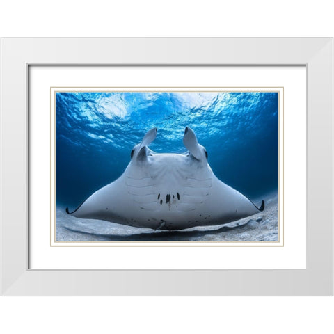 Take Off / Manta Airline White Modern Wood Framed Art Print with Double Matting by Gabriel, Barathieu