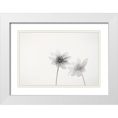 Two Small Flowers White Modern Wood Framed Art Print with Double Matting by Gronkjar, Lotte