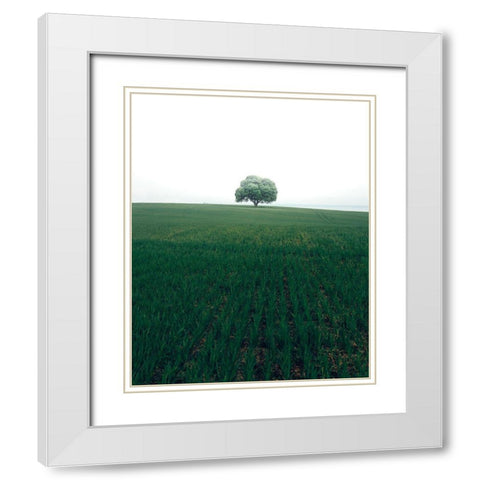 The Lonely Oak Tree White Modern Wood Framed Art Print with Double Matting by Lindsten, Christian