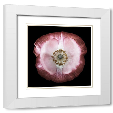 One Of Many Poppies White Modern Wood Framed Art Print with Double Matting by Gronkjar, Lotte
