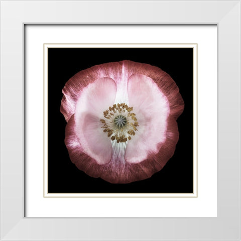 One Of Many Poppies White Modern Wood Framed Art Print with Double Matting by Gronkjar, Lotte