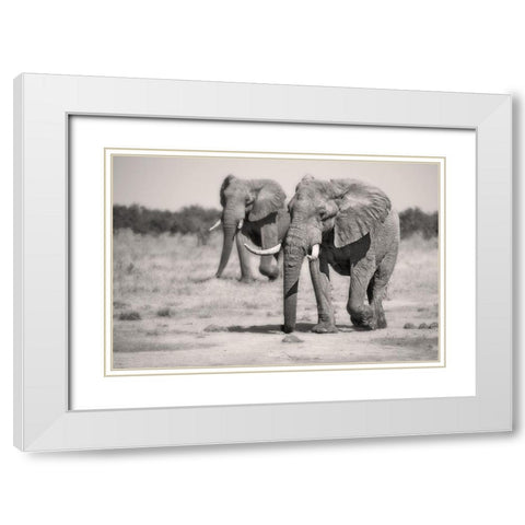 Twin Elephants White Modern Wood Framed Art Print with Double Matting by Catta, Alessandro