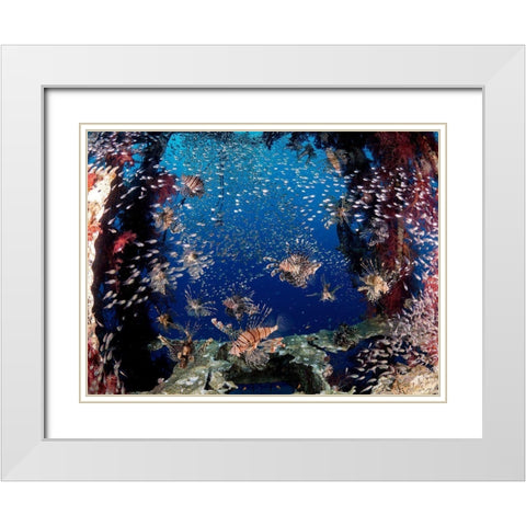 Lionfish Party White Modern Wood Framed Art Print with Double Matting by Ben Tov, Ilan