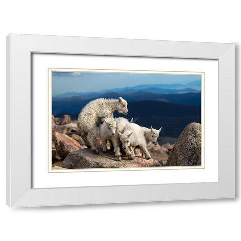 Baby Goats At Play White Modern Wood Framed Art Print with Double Matting by Verdon