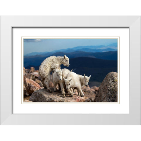 Baby Goats At Play White Modern Wood Framed Art Print with Double Matting by Verdon
