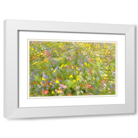 Summer Field Flowers.......... White Modern Wood Framed Art Print with Double Matting by Haaksma, Piet