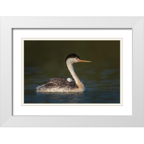 Front Seat View White Modern Wood Framed Art Print with Double Matting by Barsh, Greg