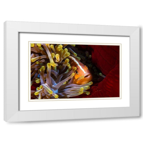 Skunk Clownfish White Modern Wood Framed Art Print with Double Matting by Gabriel, Barathieu