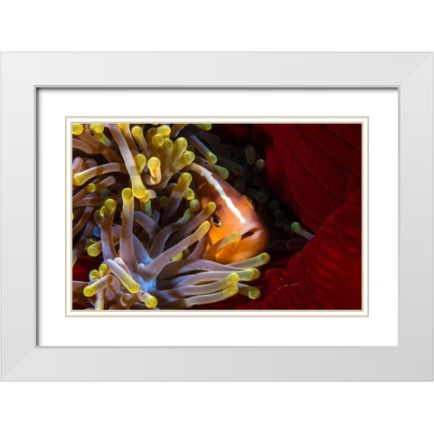 Skunk Clownfish White Modern Wood Framed Art Print with Double Matting by Gabriel, Barathieu