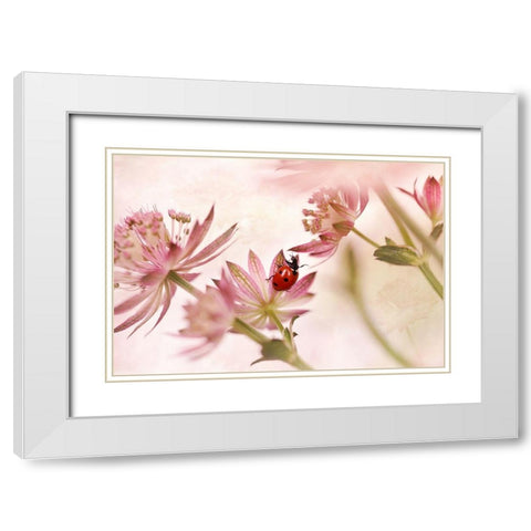 Ladybird And Pink Flowers White Modern Wood Framed Art Print with Double Matting by Van Deelen, Ellen