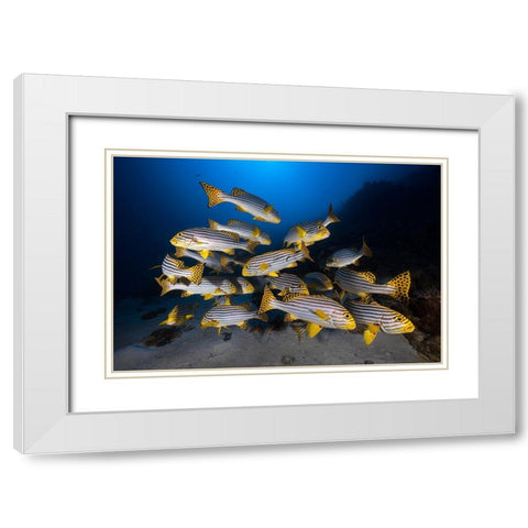 Underwater Photography-Indian Ocean Sweetlips White Modern Wood Framed Art Print with Double Matting by Gabriel, Barathieu