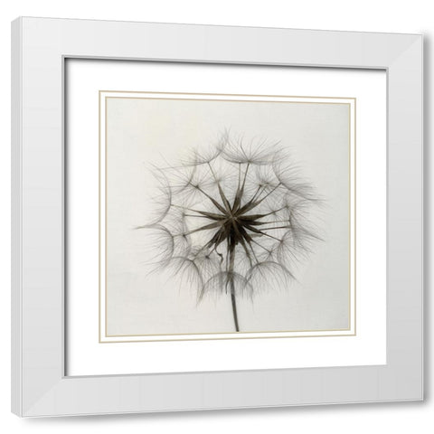 Tragopogon White Modern Wood Framed Art Print with Double Matting by Gronkjar, Lotte