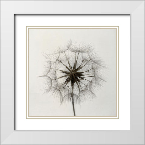 Tragopogon White Modern Wood Framed Art Print with Double Matting by Gronkjar, Lotte