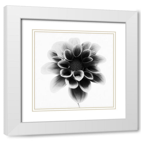 Dahlia White Modern Wood Framed Art Print with Double Matting by Gronkjar, Lotte