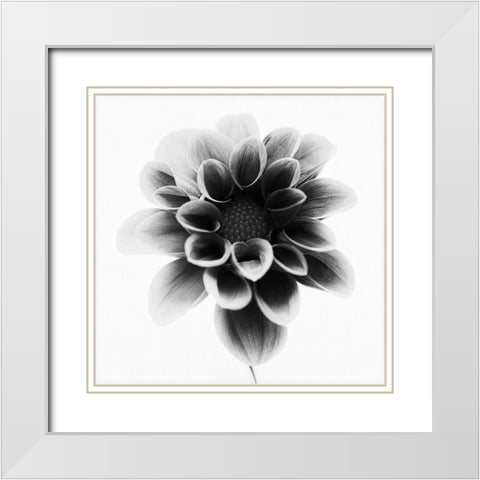Dahlia White Modern Wood Framed Art Print with Double Matting by Gronkjar, Lotte