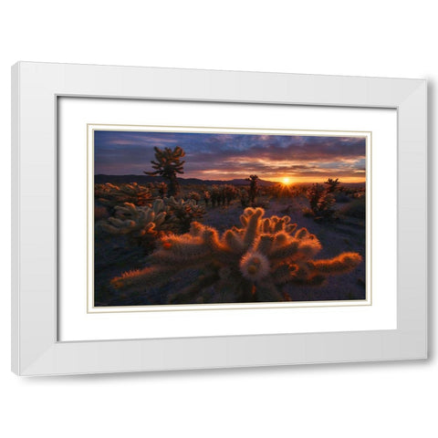 Cholla Garden White Modern Wood Framed Art Print with Double Matting by Cia, Inigo