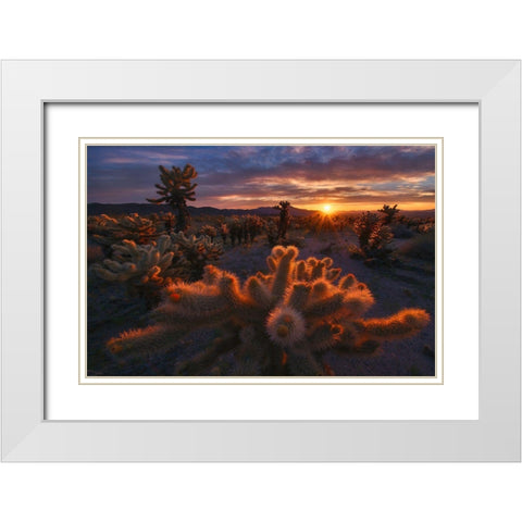 Cholla Garden White Modern Wood Framed Art Print with Double Matting by Cia, Inigo