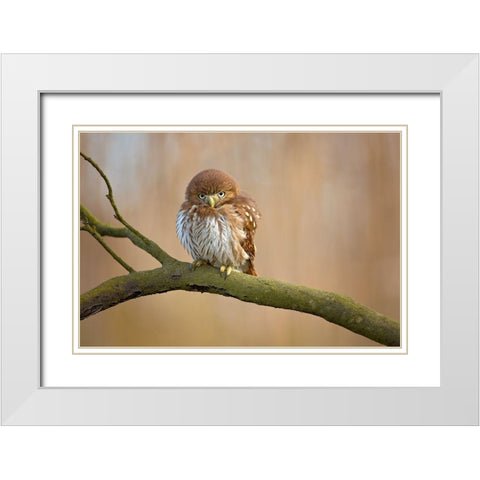 Ferruginous Pygmy Owl White Modern Wood Framed Art Print with Double Matting by Zygmunt, Milan