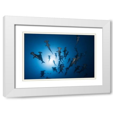Hammerhead Shark - Underwater Photography White Modern Wood Framed Art Print with Double Matting by Gabriel, Barathieu