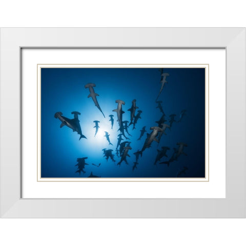 Hammerhead Shark - Underwater Photography White Modern Wood Framed Art Print with Double Matting by Gabriel, Barathieu