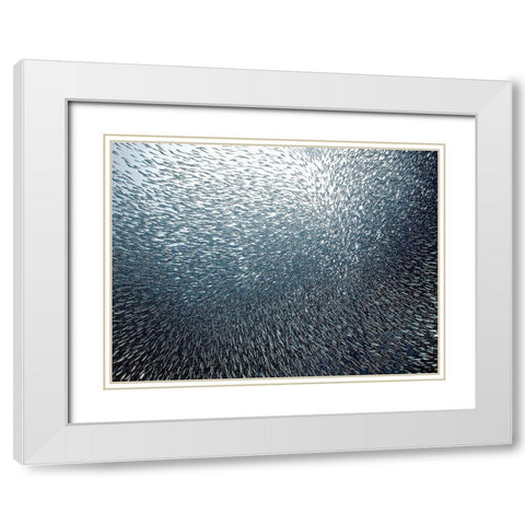Sardines Firework White Modern Wood Framed Art Print with Double Matting by Jager, Henry