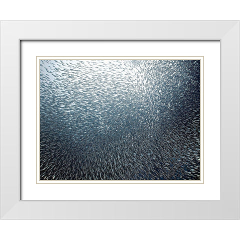 Sardines Firework White Modern Wood Framed Art Print with Double Matting by Jager, Henry