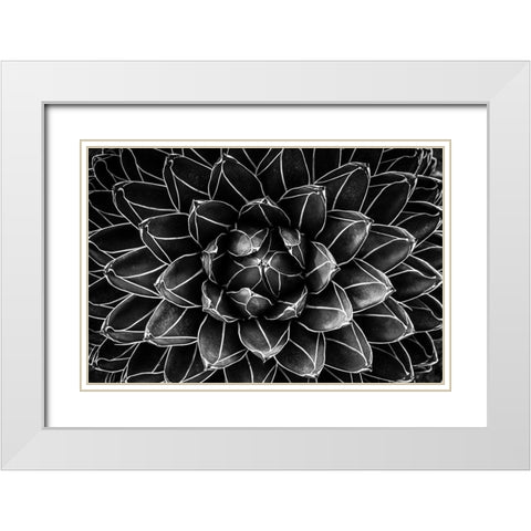 Natural Math White Modern Wood Framed Art Print with Double Matting by Valentina Patrascoiu, Monica