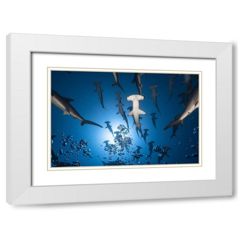 Hammerhead Shark White Modern Wood Framed Art Print with Double Matting by Gabriel, Barathieu