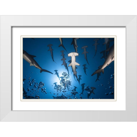 Hammerhead Shark White Modern Wood Framed Art Print with Double Matting by Gabriel, Barathieu