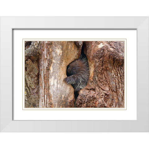 Baby Porcupine In Tree White Modern Wood Framed Art Print with Double Matting by Cumming, Jim