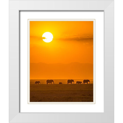 Elephants At Sunset White Modern Wood Framed Art Print with Double Matting by Taylor, Ted