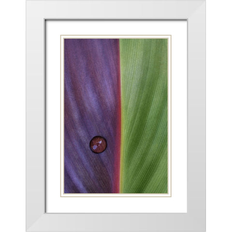 Canna White Modern Wood Framed Art Print with Double Matting by Clough, Stephen