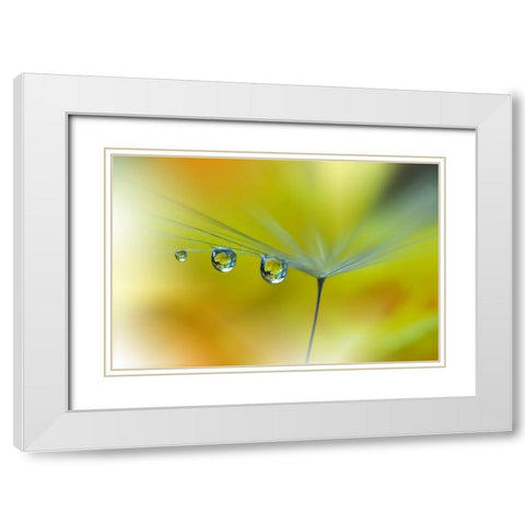 Sunbeam...Iii White Modern Wood Framed Art Print with Double Matting by Nan, Juliana