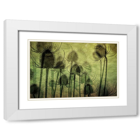 Wild Teasel White Modern Wood Framed Art Print with Double Matting by Talen, Nel