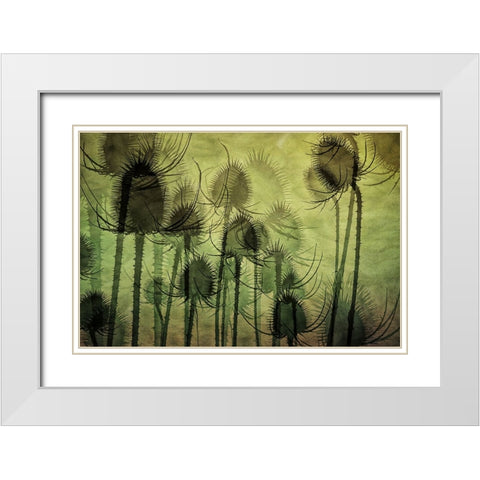 Wild Teasel White Modern Wood Framed Art Print with Double Matting by Talen, Nel