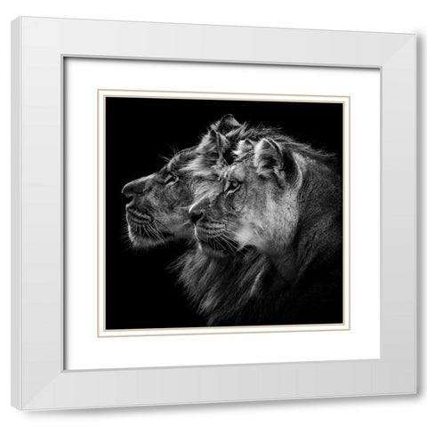 Lion And  Lioness Portrait White Modern Wood Framed Art Print with Double Matting by Lothare Dambreville, Laurent