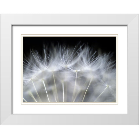 Blow It White Modern Wood Framed Art Print with Double Matting by Fallberg, Peter