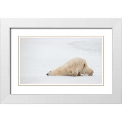 Sliding Bear White Modern Wood Framed Art Print with Double Matting by Catta, Alessandro