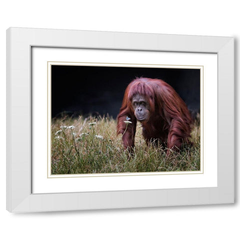 Orang-Utan With Butterfly. White Modern Wood Framed Art Print with Double Matting by Wilkinson, Hugh