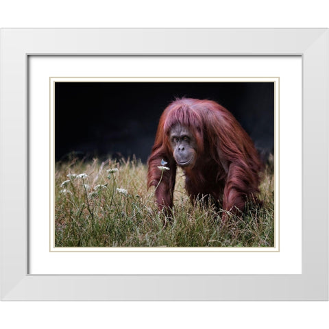 Orang-Utan With Butterfly. White Modern Wood Framed Art Print with Double Matting by Wilkinson, Hugh
