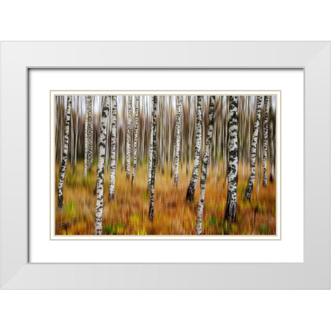 3D Birches White Modern Wood Framed Art Print with Double Matting by Soderman, Par