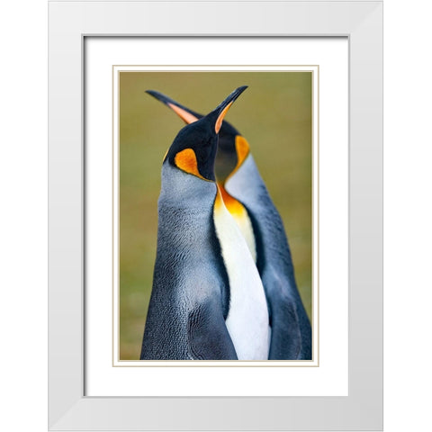 King Penguin White Modern Wood Framed Art Print with Double Matting by Gil Raga, Joan