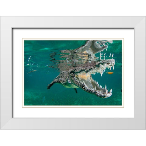 Nino The Croc White Modern Wood Framed Art Print with Double Matting by Sherry, Quincy
