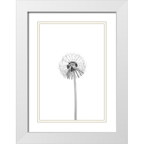Dandelion White Modern Wood Framed Art Print with Double Matting by Gronkjar, Lotte