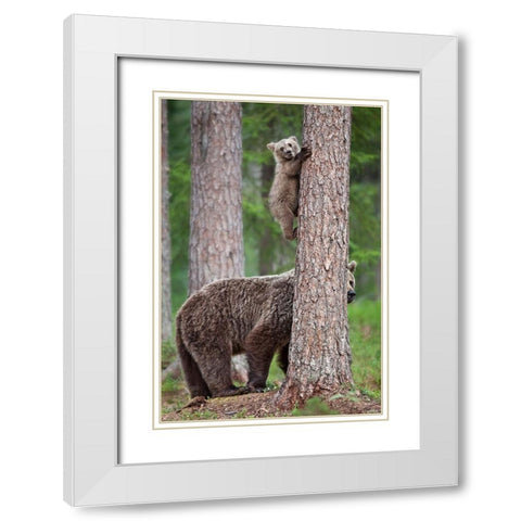 Be Carefully ! White Modern Wood Framed Art Print with Double Matting by Catta, Alessandro