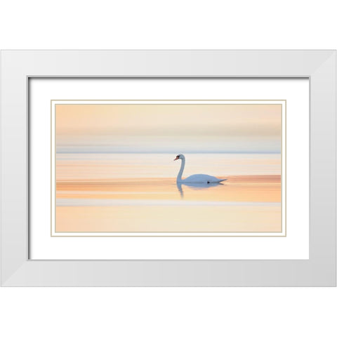 Swan White Modern Wood Framed Art Print with Double Matting by Londal, Leif