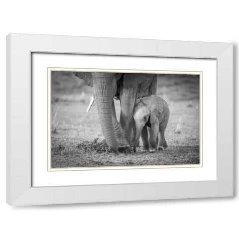 Baby 1 White Modern Wood Framed Art Print with Double Matting by C. Sink, Jeffrey